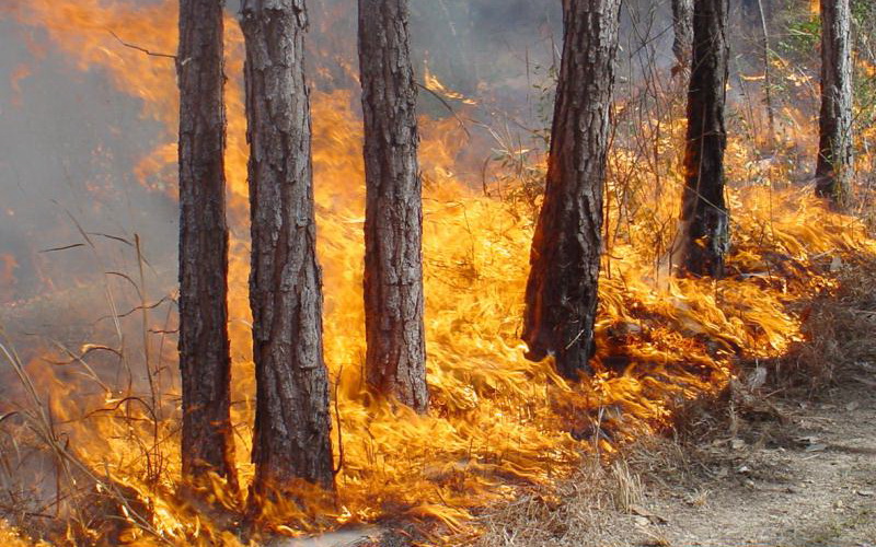 Оренбуржье готовится к сезону лесных пожаров